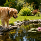 Keep dogs safely away from garden ponds using a hidden dog fence
