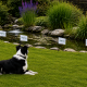 Hidden dog fence no-go zone protecting a garden pond with an internal dog exclusion zone