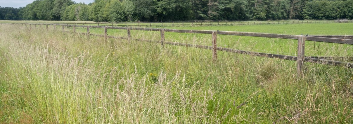 Long grass cut before a hidden dog fence installation to allow safe and efficient cable installation