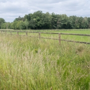 long-grass-hidden-dog-fence-installation Long grass cut before a hidden dog fence installation to allow safe and efficient cable installation