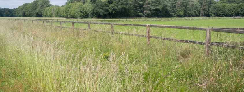 Long grass cut before a hidden dog fence installation to allow safe and efficient cable installation