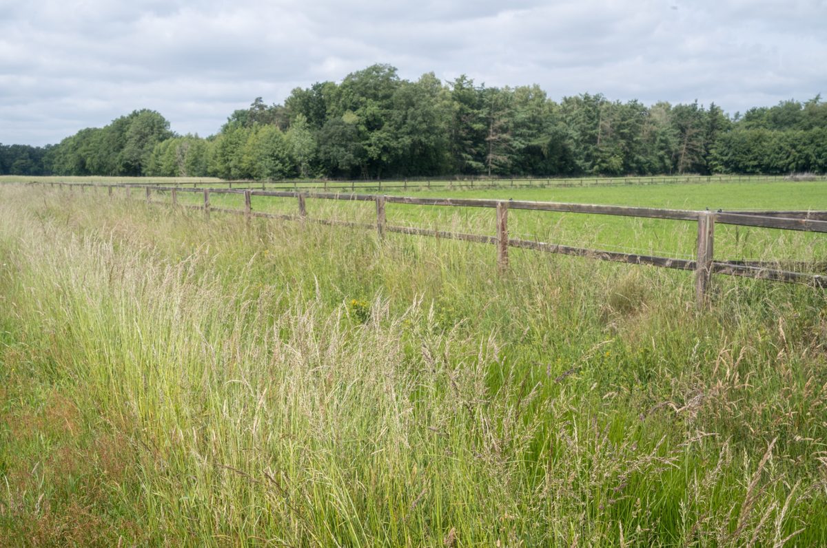 Long grass cut before a hidden dog fence installation to allow safe and efficient cable installation