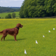 Red setter wearing an invisible fence collar in a large meadow, with white training flags marking the underground boundary