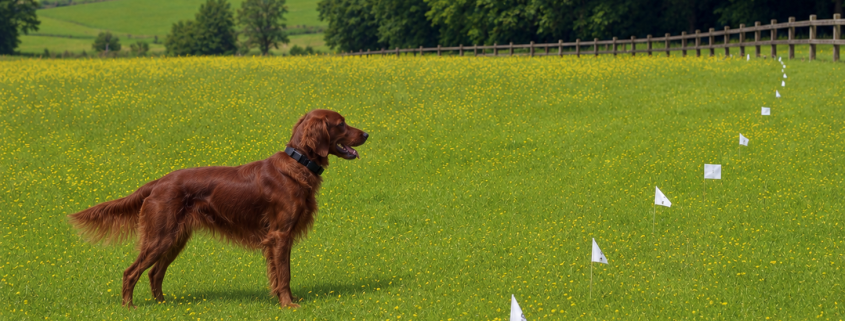 Red setter wearing an invisible fence collar in a large meadow, with white training flags marking the underground boundary