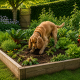 dog digging up vegetable garden