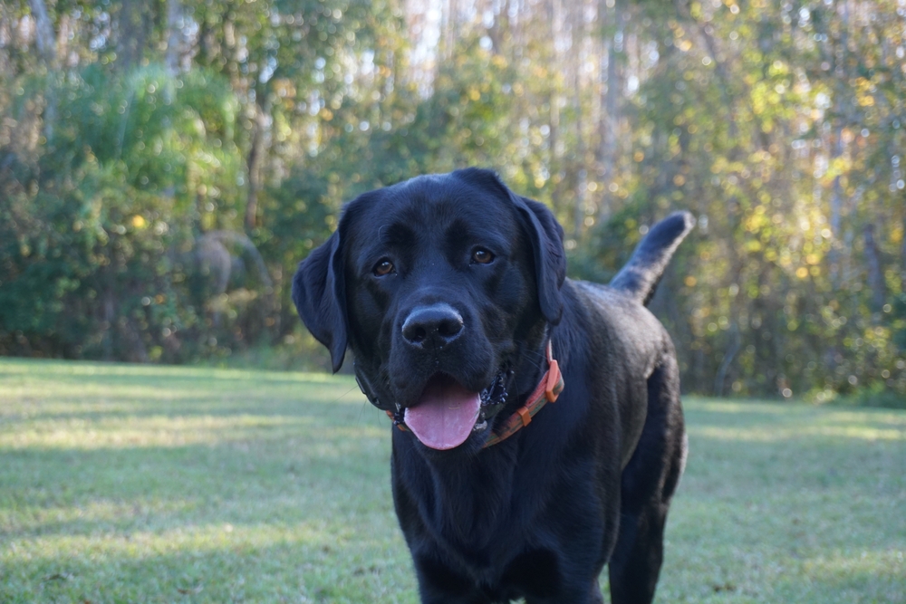 Labrador x Rotti google review image 
