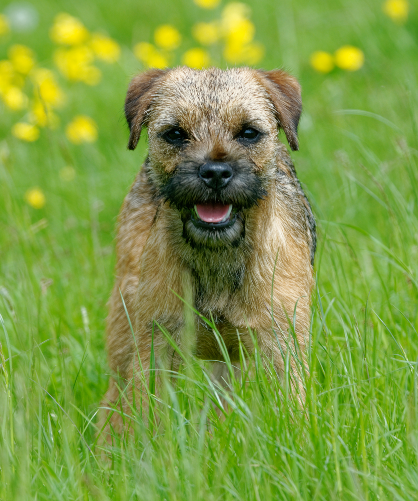 Border Terrier google review image