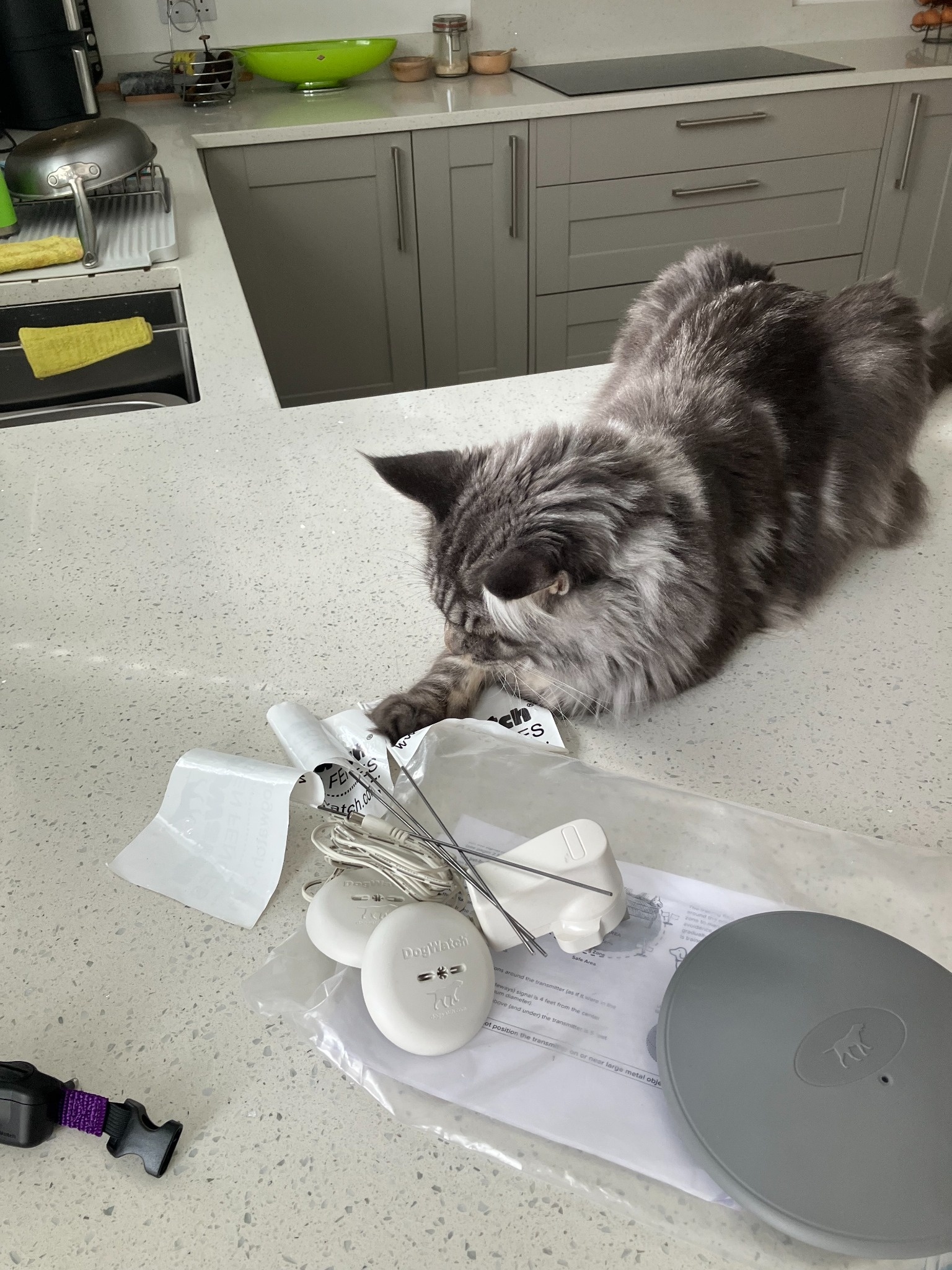 Herbie the Maine Coon cat having indoor cat fence training