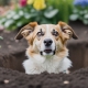 Stop dogs digging up flower bed with a hidden dog fence