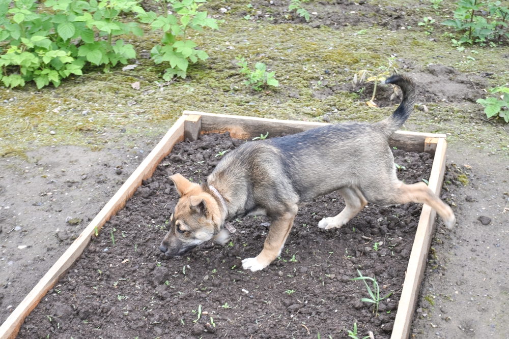 Keep dog out of vegetable garden with a hidden dog fence