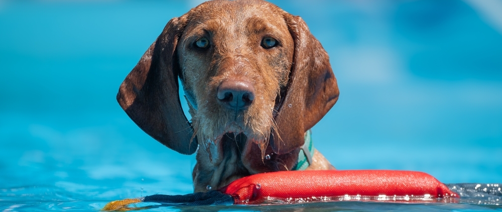 Dog swimming safely in a swimming pool during dog swimming pool safety training