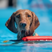 Dog swimming safely in a swimming pool during dog swimming pool safety training