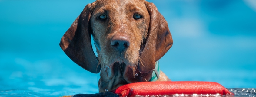 Dog swimming safely in a swimming pool during dog swimming pool safety training