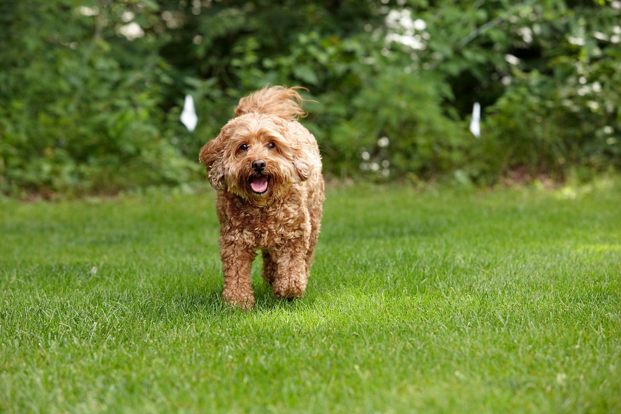 Cocker Spaniel safely enjoying a UK garden protected by a digital FM dog fence