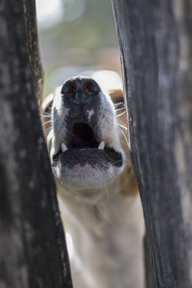 Aggressive dog behind secure physical fencing