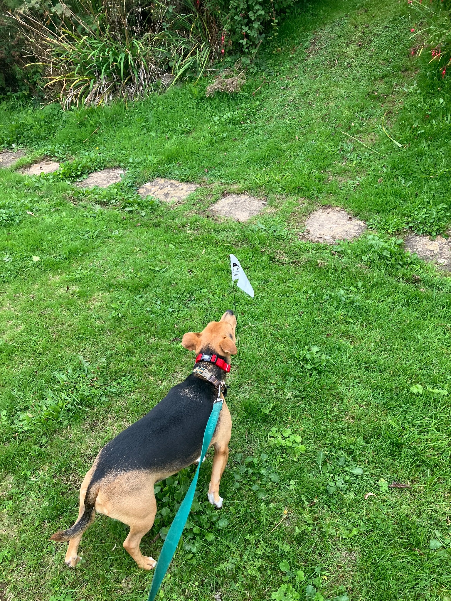 Dog learning its hidden DogFence boundary using training flags in a garden
