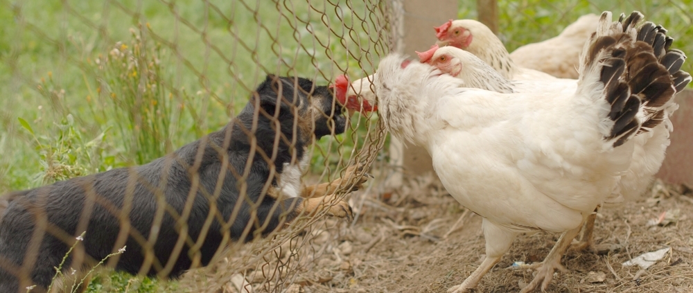 dog fence to keep dog out of chicken run