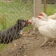 dog fence to keep dog out of chicken run
