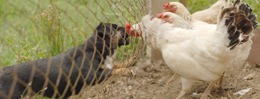 dog fence to keep dog out of chicken run