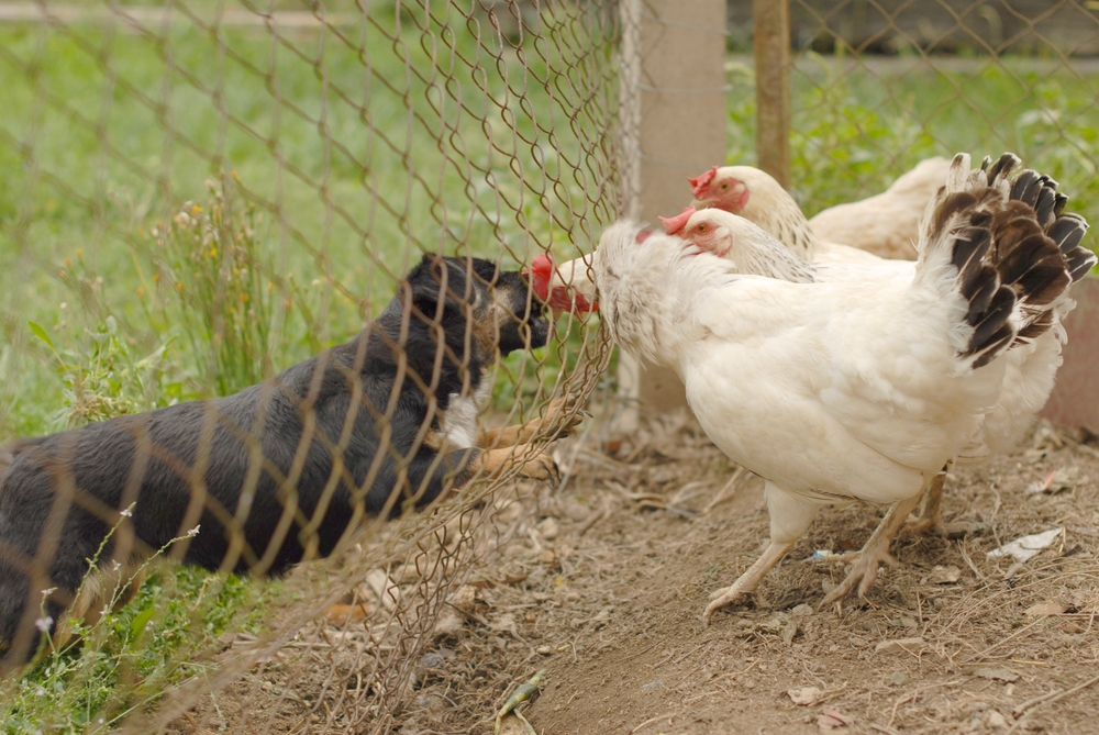 Dog at a chicken run – how to keep your dog away from chickens