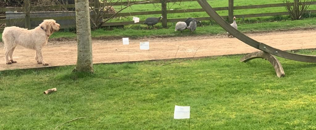 Reliable dog fence with training flags installed in a UK garden