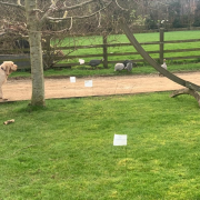 Reliable dog fence with training flags installed in a UK garden