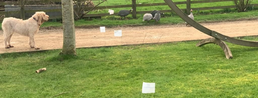 Reliable dog fence with training flags installed in a UK garden