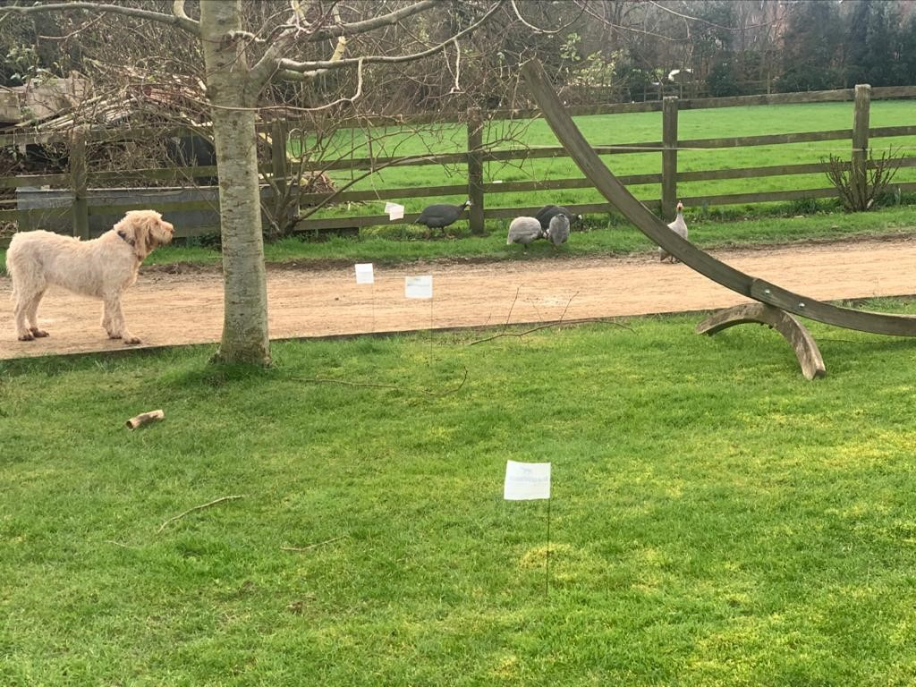 Reliable dog fence with training flags installed in a UK garden