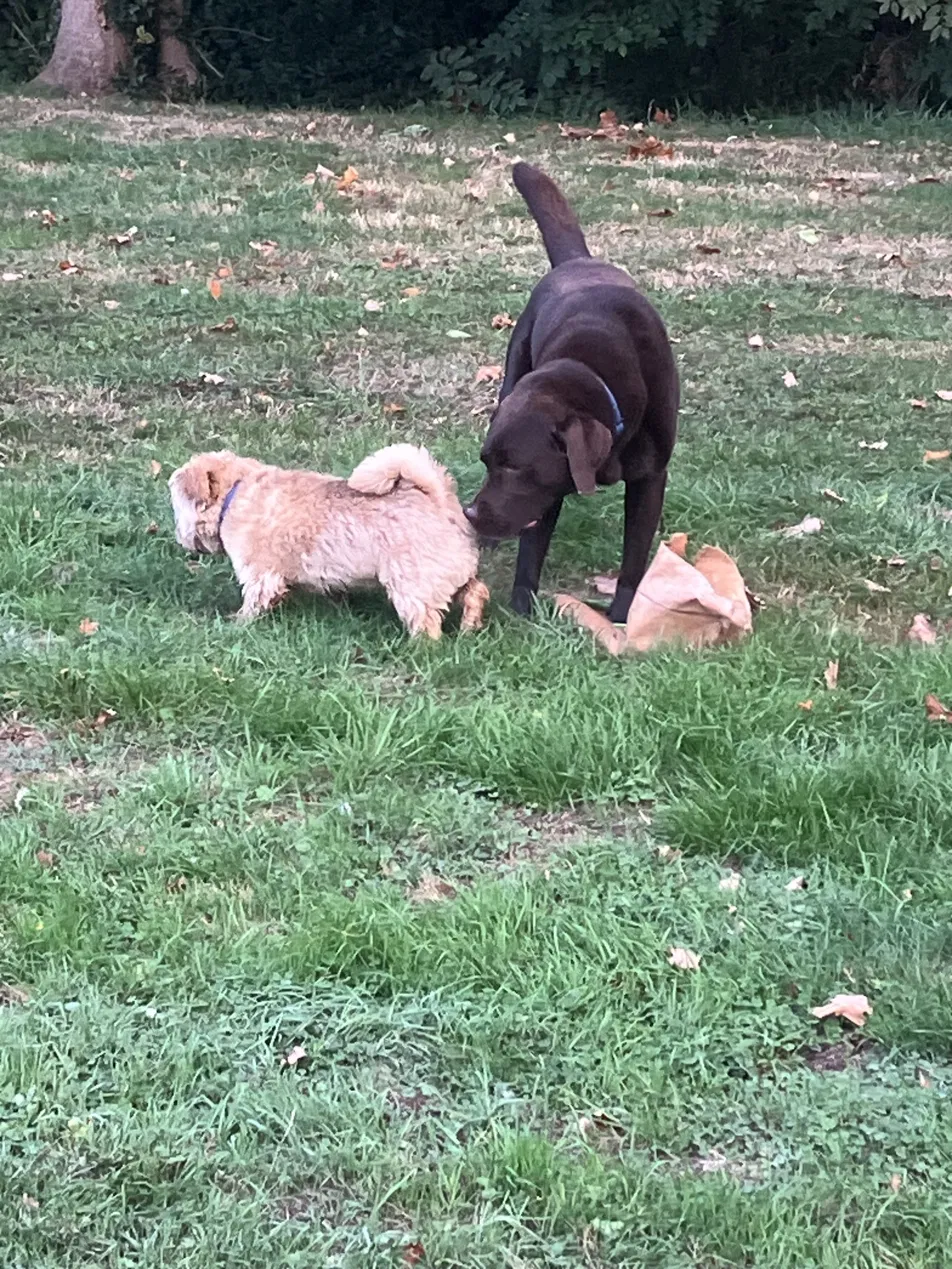 A chocolate Labrador and a small fluffy cream dog sniffing each other on a grassy lawn with autumn leaves