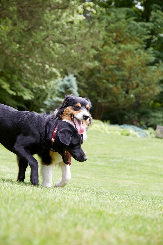 Two dogs playing safely together in a garden protected by a digital FM dog fence