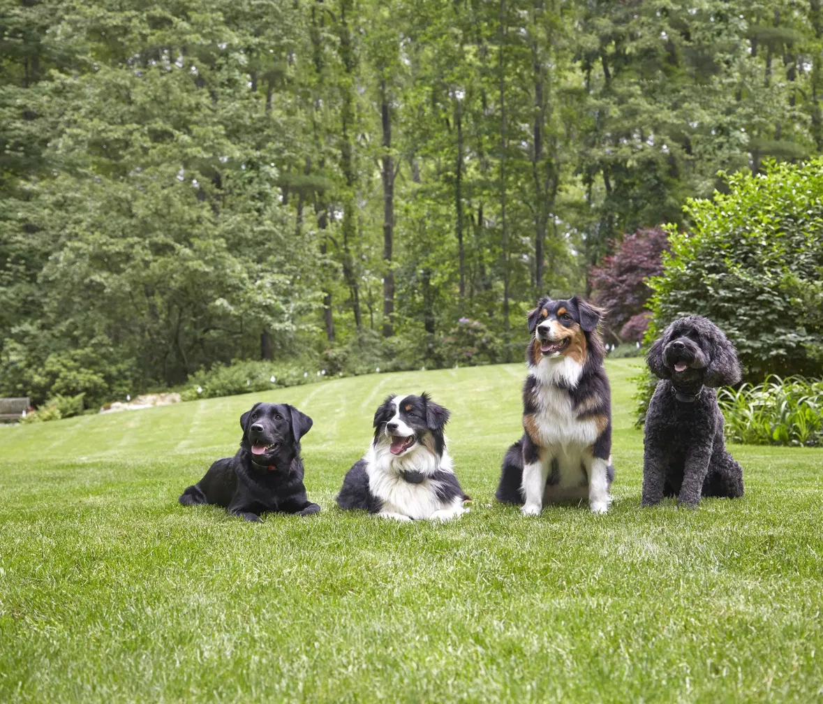 Four dogs wearing underground dog fence collars on a large lawn beside woodland