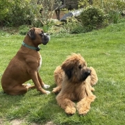 Two dogs sitting on a lawn in a garden, illustrating invisible dog fencing for UK pet owners.
