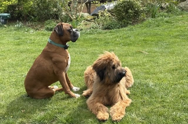 Two dogs sitting on a lawn in a garden, illustrating invisible dog fencing for UK pet owners.