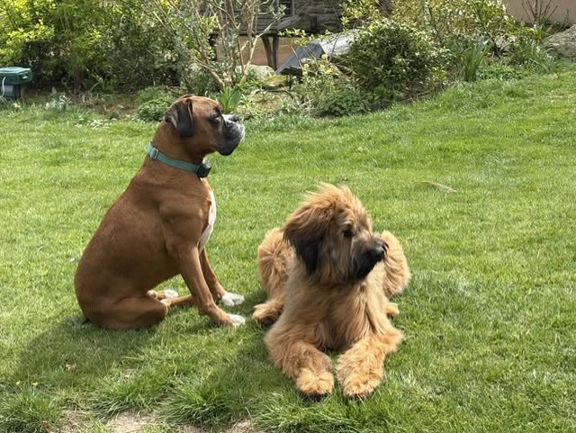 Two dogs sitting on a lawn in a garden, illustrating invisible dog fencing for UK pet owners.